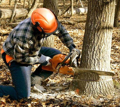 Tree Removal in Cedar Springs, MI